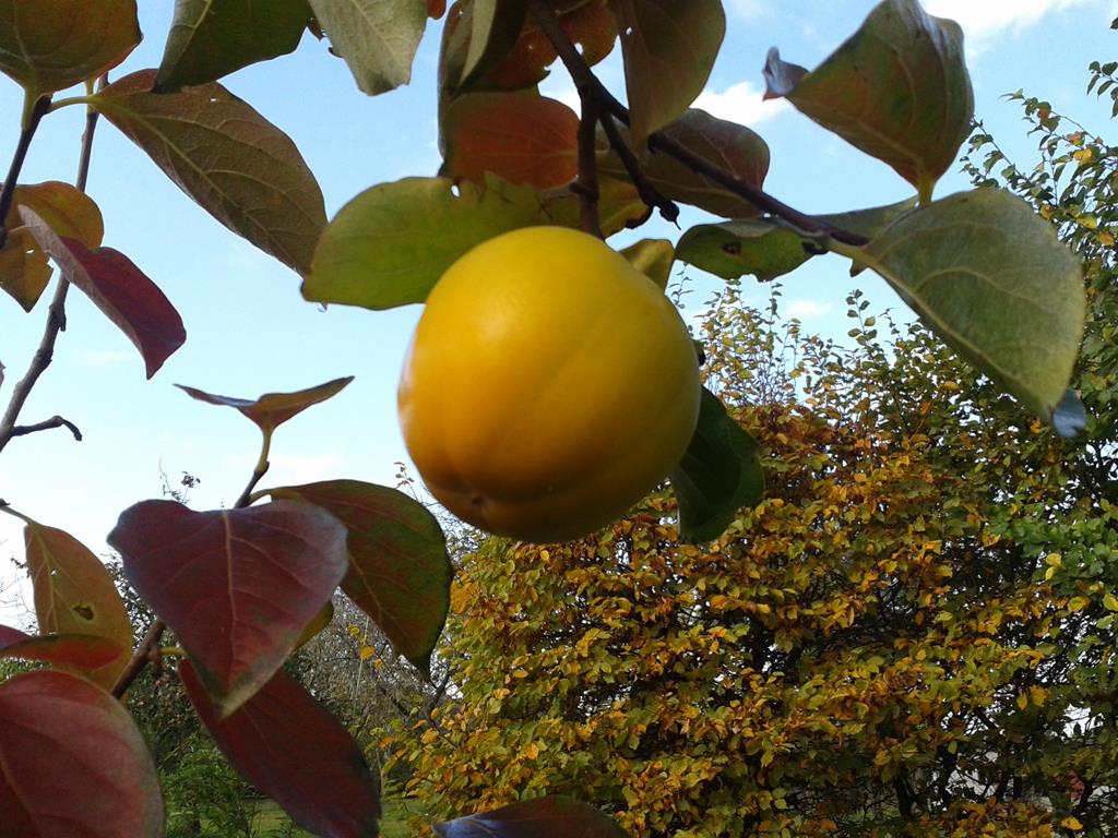 Kaki-Frucht am Baum