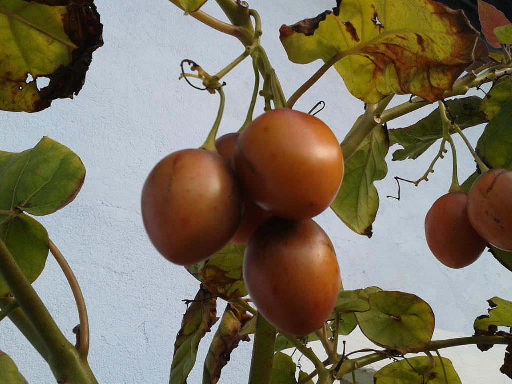 Tamarillen am Baum