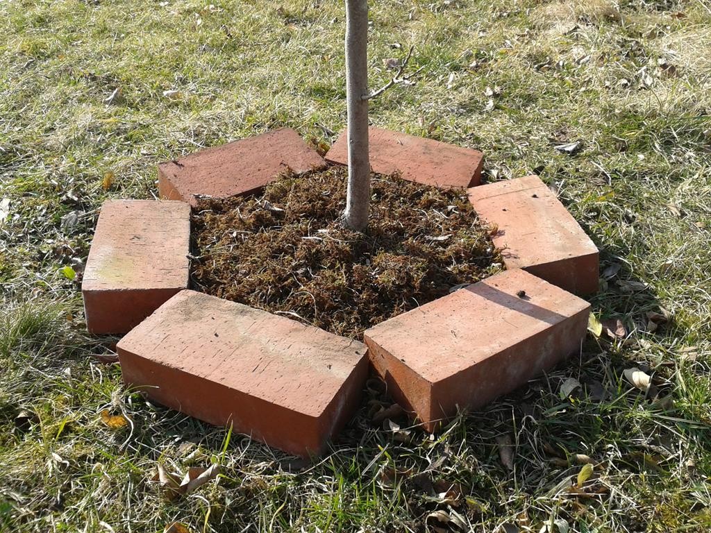 Kaki-Baum mit Moosmulch