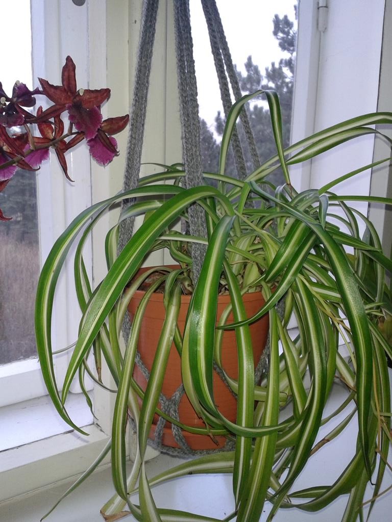 Häkelblumenampel am Fenster