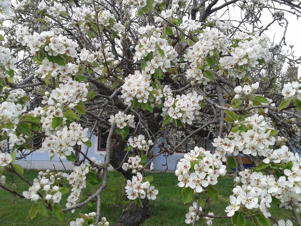 Birnbaum in voller Blüte