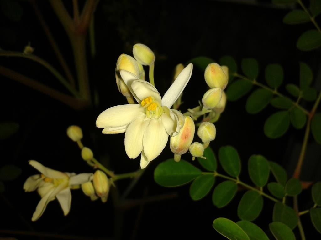 Moringa-Blüten