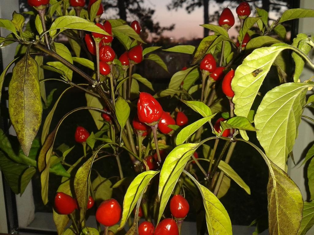 Chili auf der Fensterbank