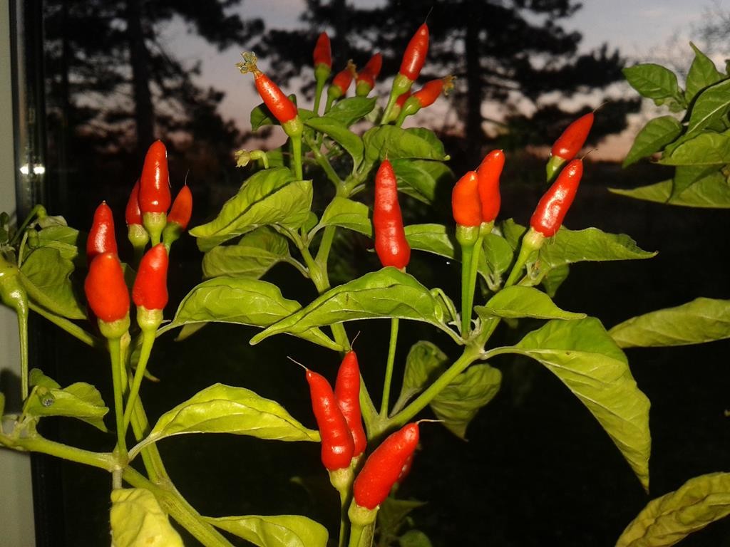 Birds Eye Chilis