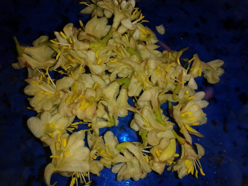 Kornelkirsche Blüten