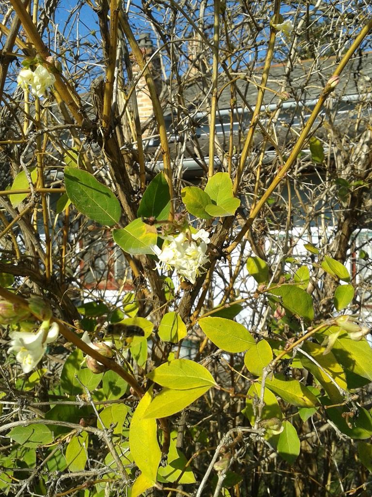 Kornelkirsche Blüten