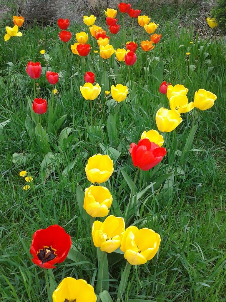 Tulpen im Garten