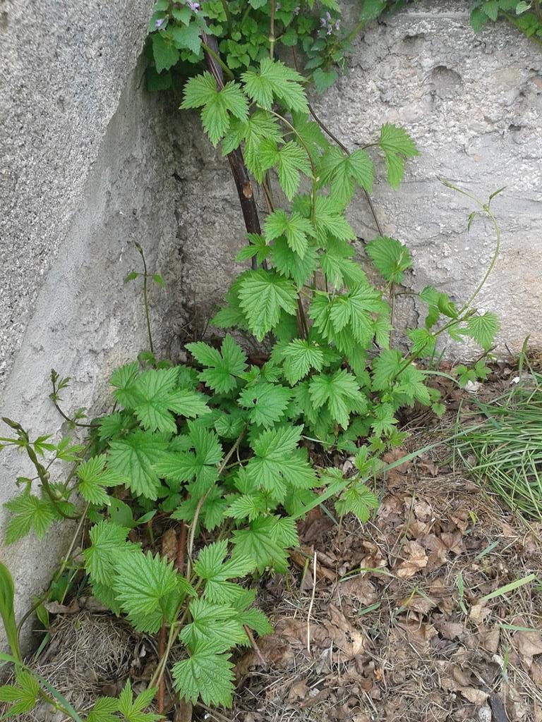 Hopfen-Austrieb