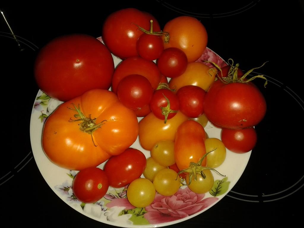 Tomatenernte