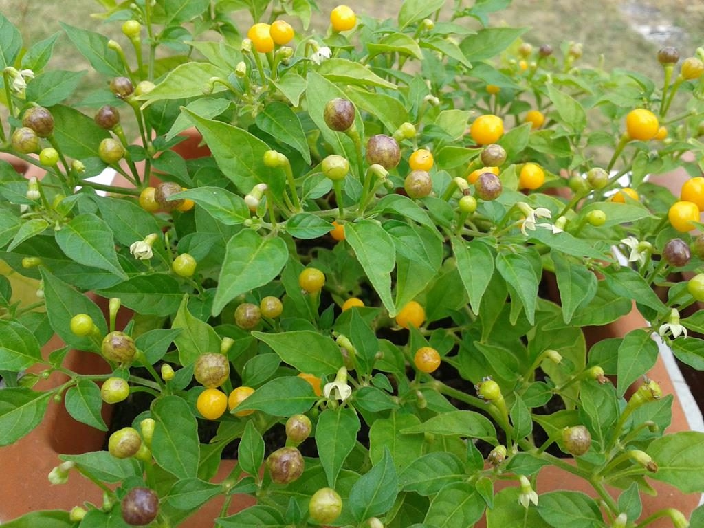 Charapita Chilipflanze