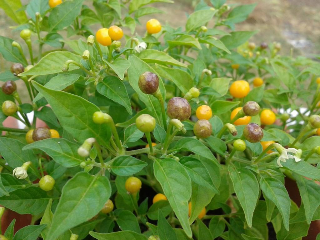 Charapita Chilipflanze