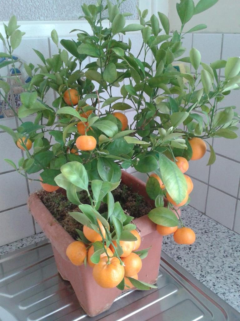 Reichlich Früchte am Mandarinenbäumchen