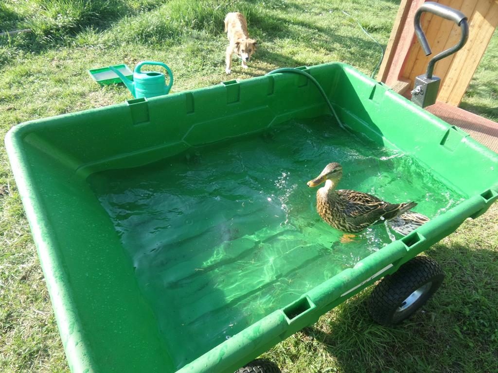 Viktor badet im Bollerwagen