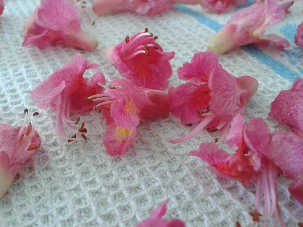 Rosskastanienblüten beim Trocknen