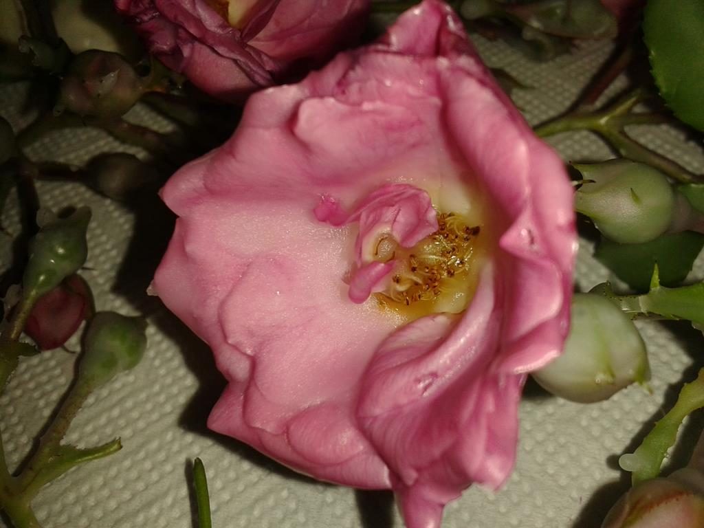 In Wachs konservierte Rosenblüten