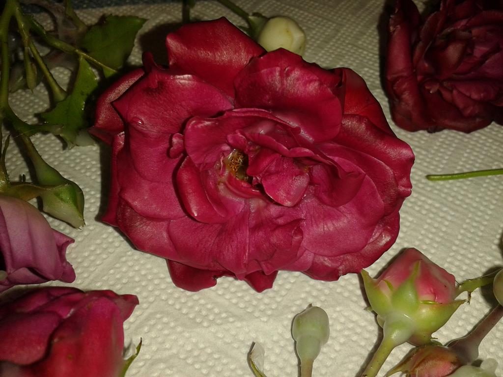 In Wachs konservierte Rosenblüten