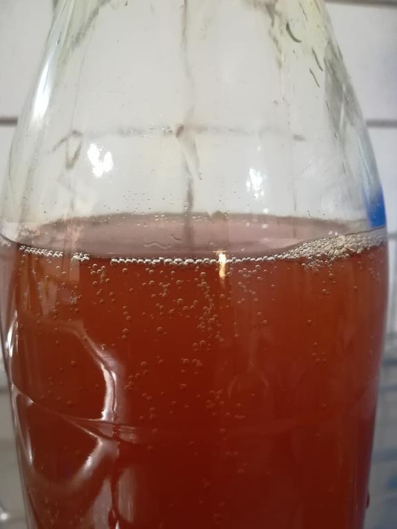 Fertiger prickelnder Kombucha