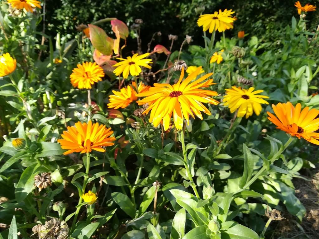 Reichlich Ringelblumen