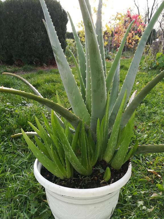 Aloe Pflanze