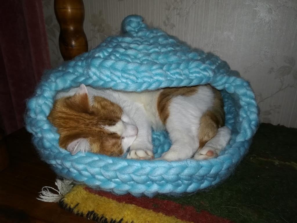 Moritz in der neuen Katzenhöhle