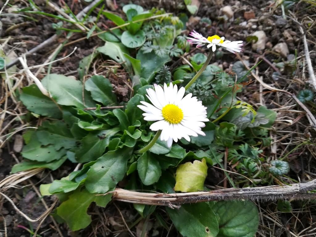 Die ersten Gänseblümchen