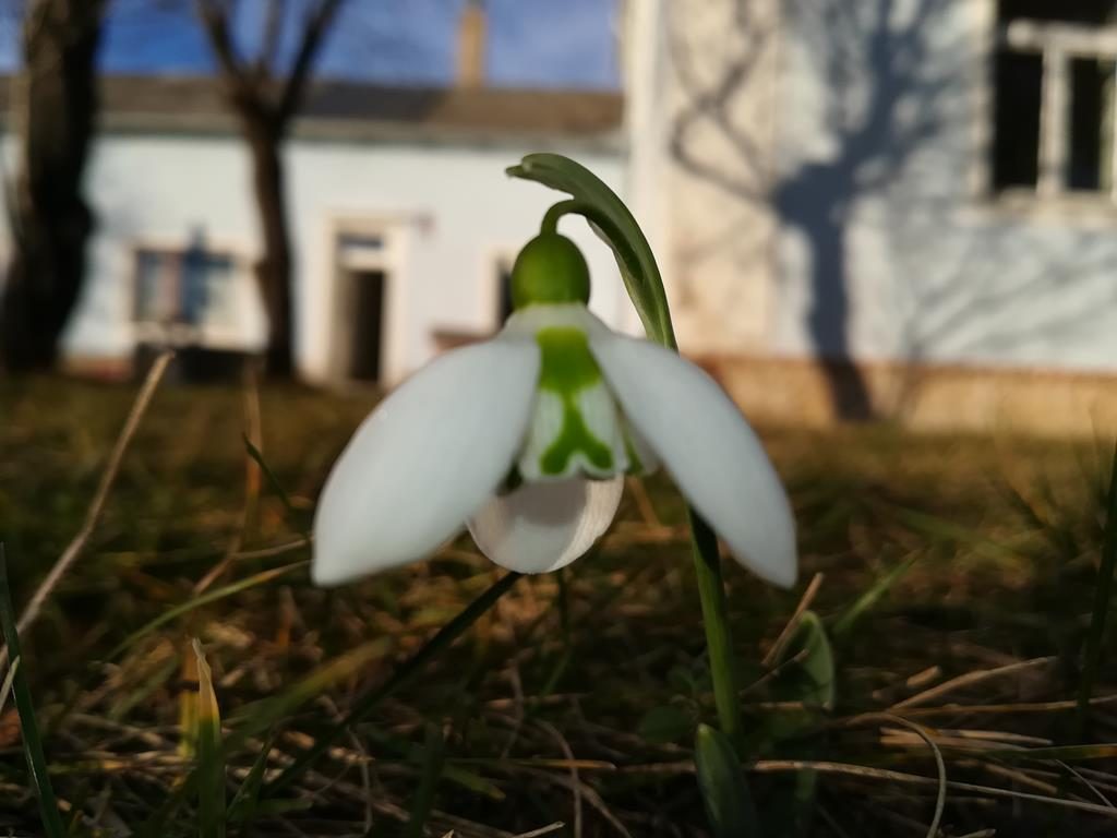 Schneeglöckchen