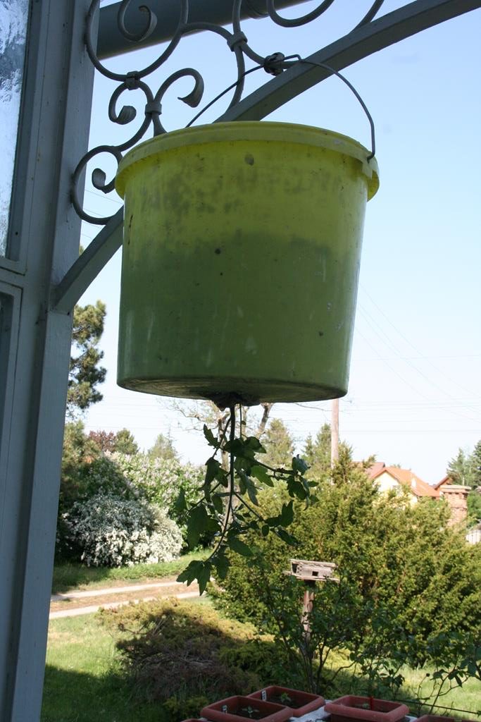 Tomatenpflanze kopfüber