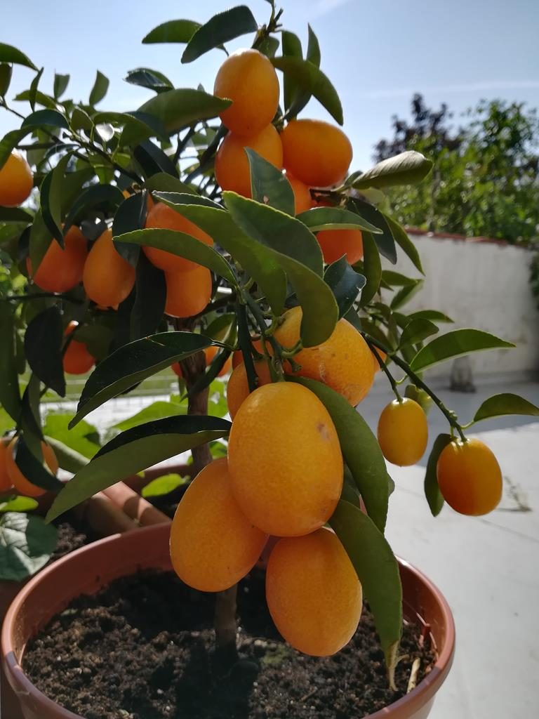 Kumquat