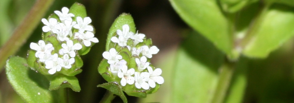 Blühendes Wildkraut