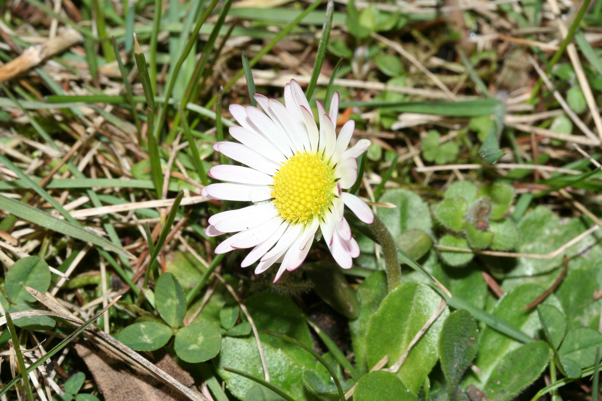 Gänseblümchen