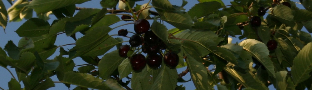 Kirschen am Baum