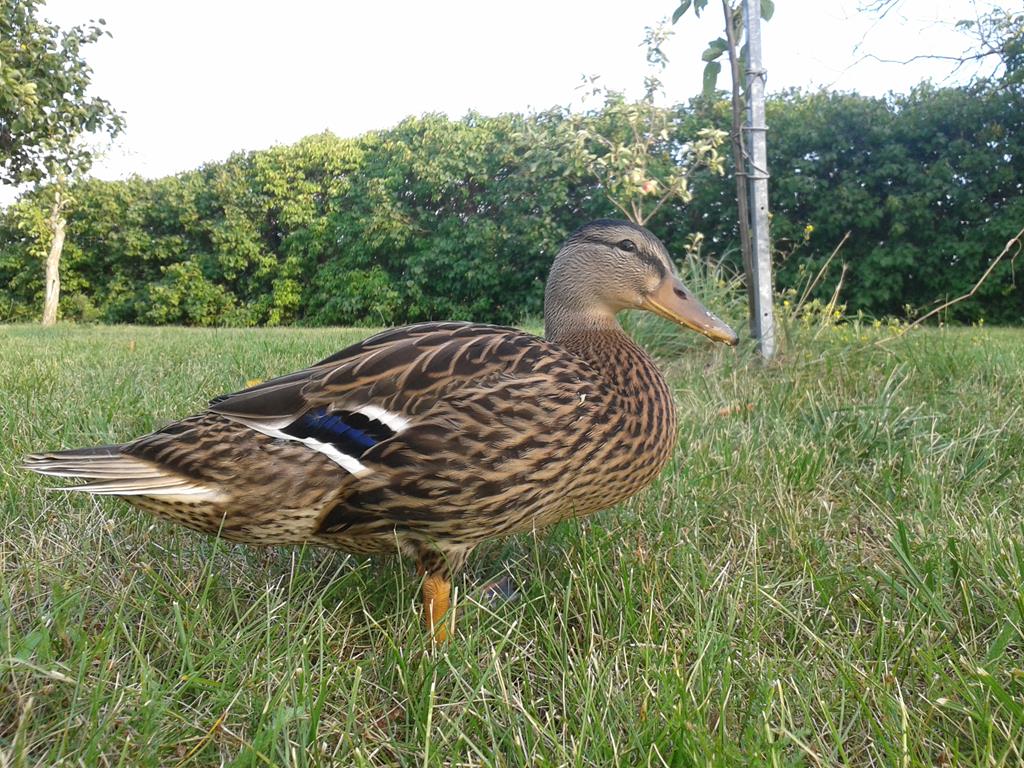 Stockente Viktor - rund 6 Wochen alt