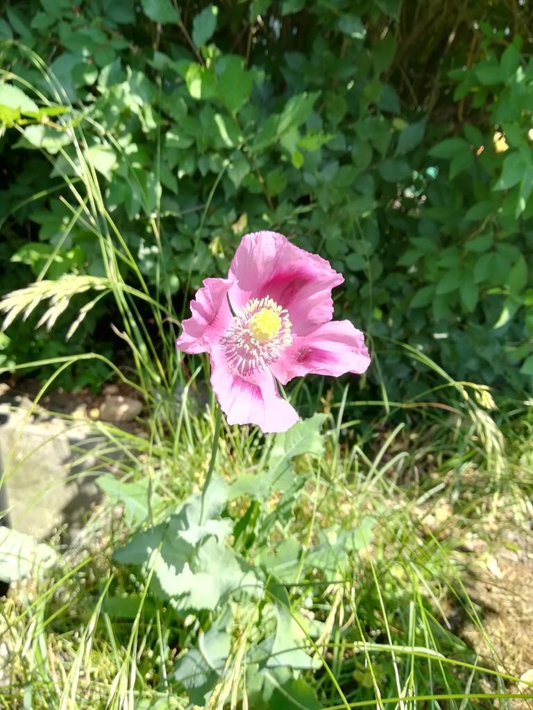 Schlafmohn