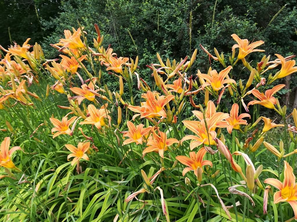 Taglilien in voller Blüte