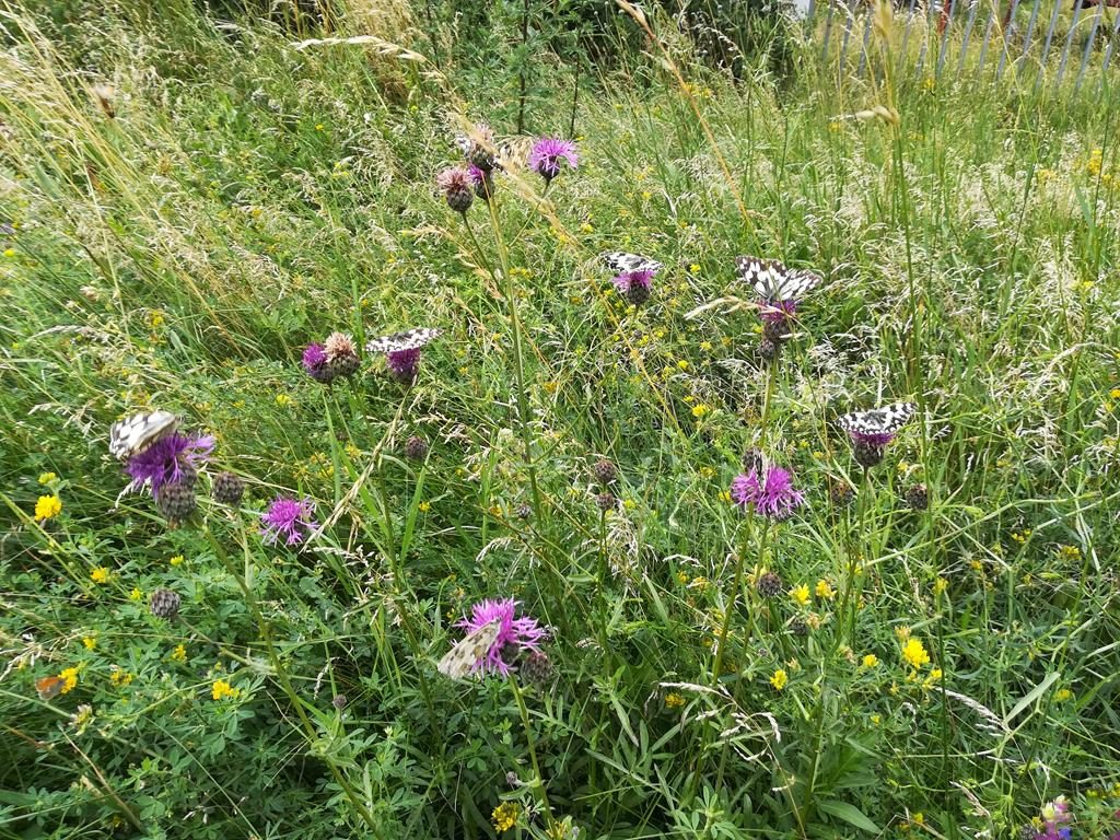 Flockenblume mit Schmetterlingen