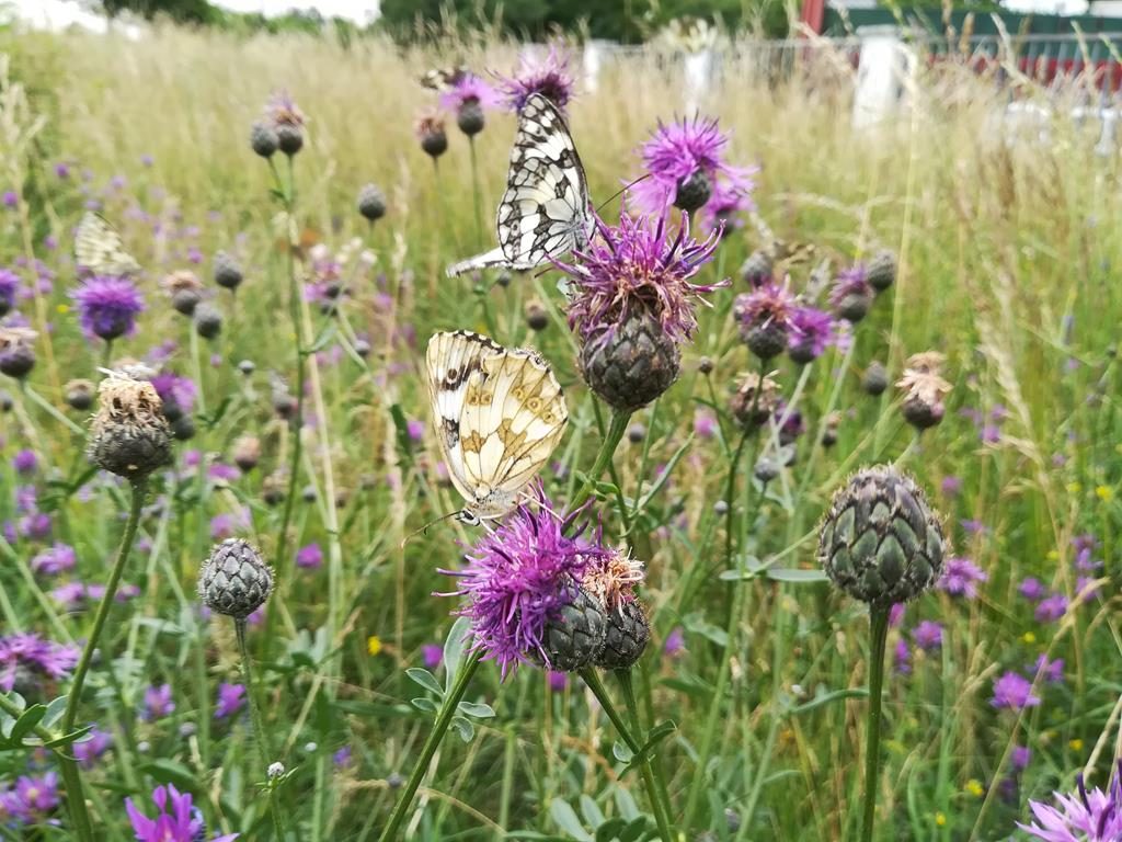 Schachbrett-Schmetterling auf Flockenblume