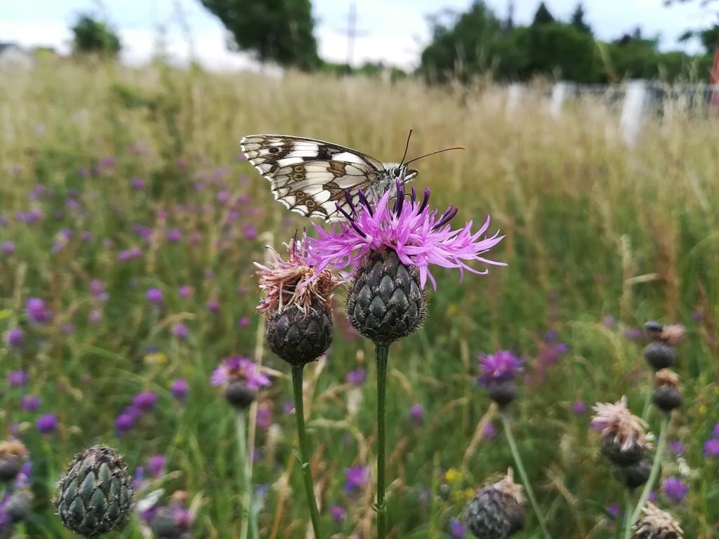 Schachbrett Schmetterling