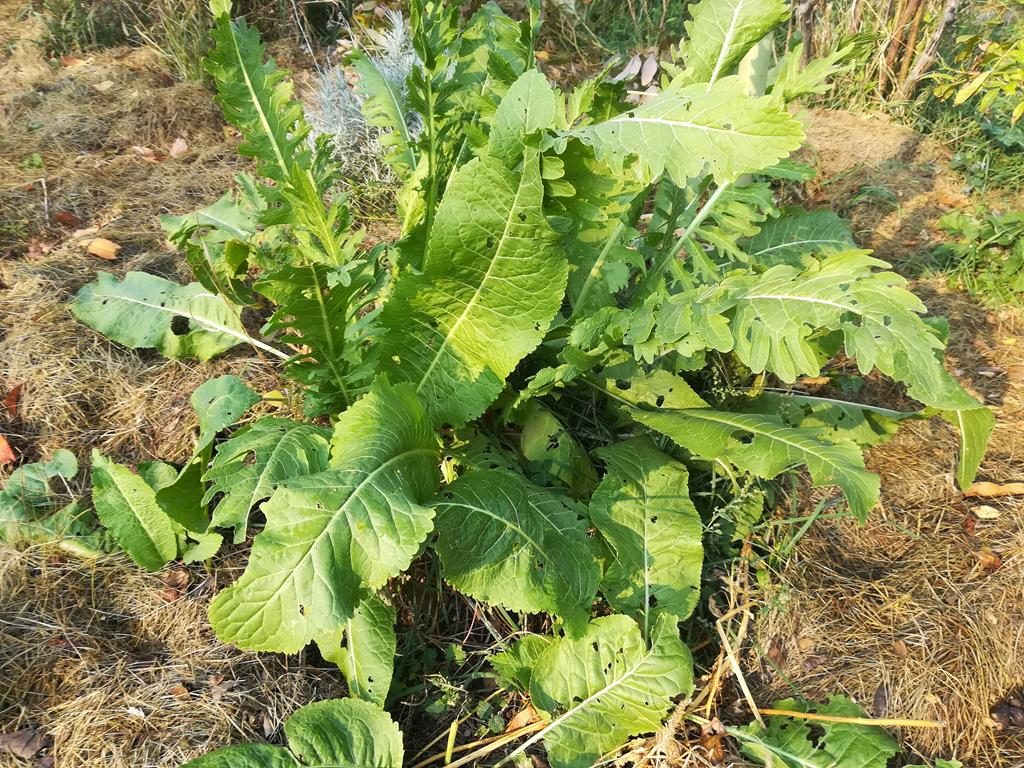 Kren, Meerrettich im Garten