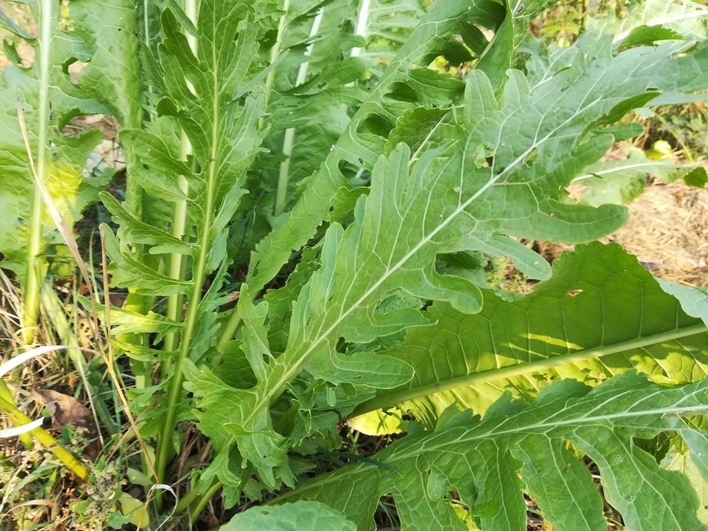 Kren, Meerrettich im Garten