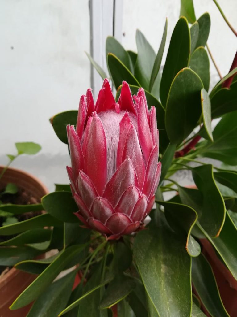 Protea 1