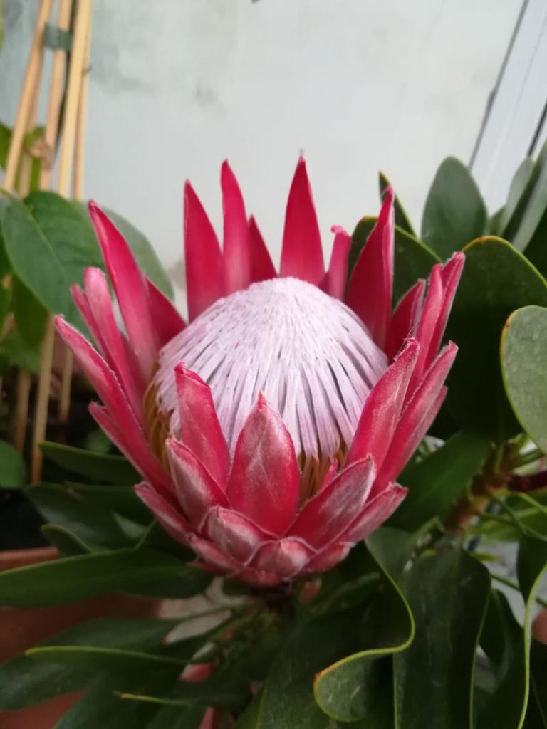 Protea 2