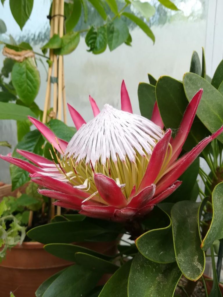 Protea 3