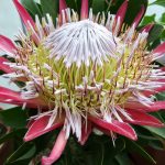 Protea