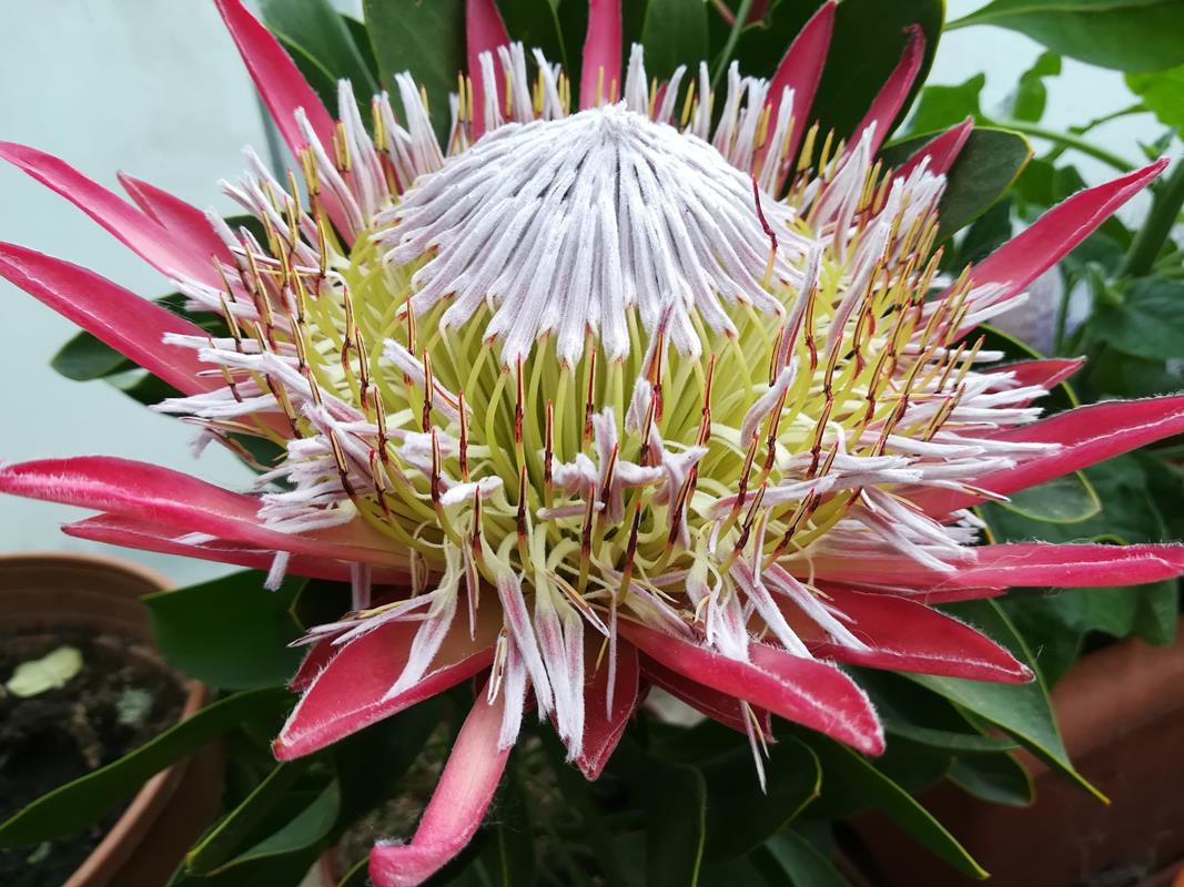 Protea