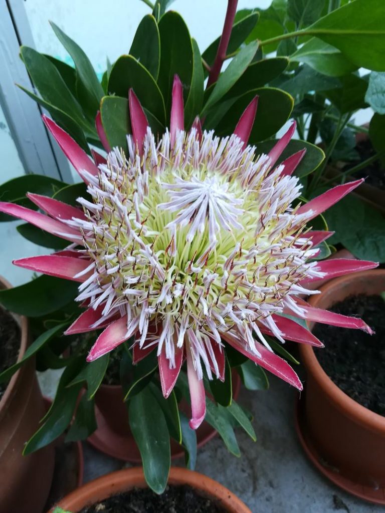 Protea 5