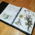 Eine Seite im Herbarium