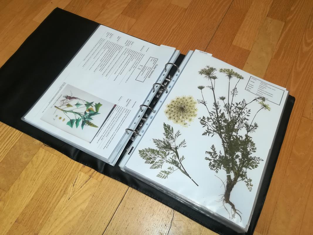 Eine Seite im Herbarium